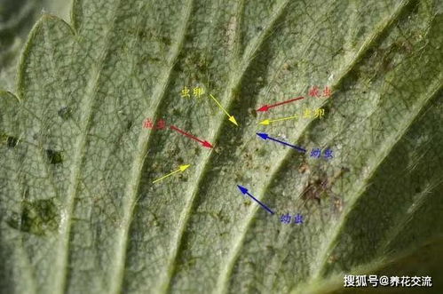 红蜘蛛会爬的家里都是吗 红蜘蛛离开植物会乱跑吗