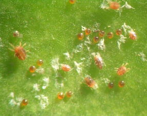 红蜘蛛不打药自己会死吗 红蜘蛛最怕什么天气