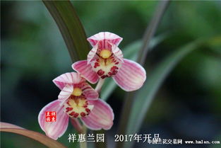 红草红荷几苗能开花 红草红荷缺点