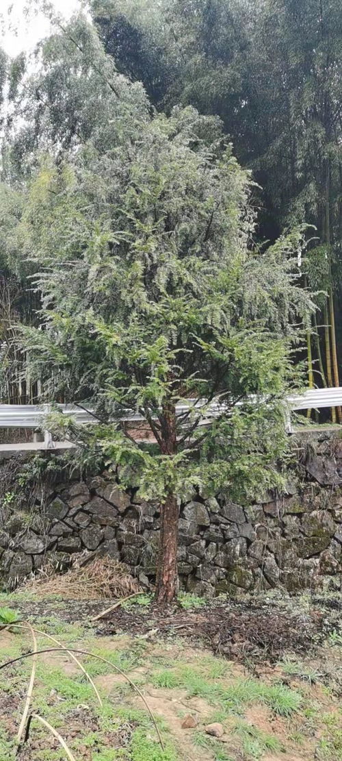 红豆杉私人种一棵犯法吗 一棵红豆杉价值有多贵