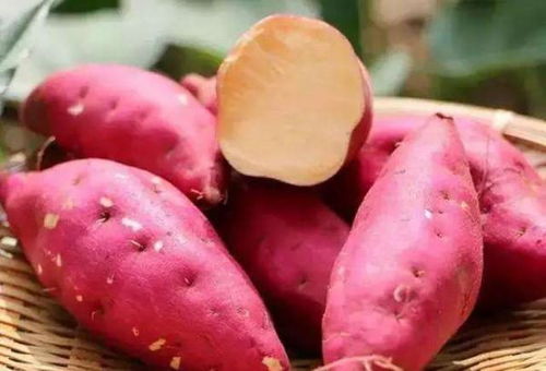 红薯一般种几个月才能收获 红薯成熟需要几个月