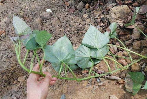 红薯藤太密能剪掉一部分吗 红薯藤主干能剪掉吗