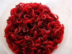 红虫一直泡水里会死吗 喂完红虫一缸鱼都死了