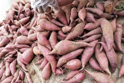 红薯之乡在哪里 中国红薯之父