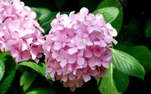 绣球花的汁液碰到皮肤 绣球花为什么叫招鬼花