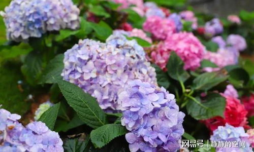 绣球花又叫死人花 蓝色绣球花真正的花语