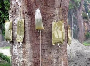 给树打针一针就死 让大树一夜死掉的药水