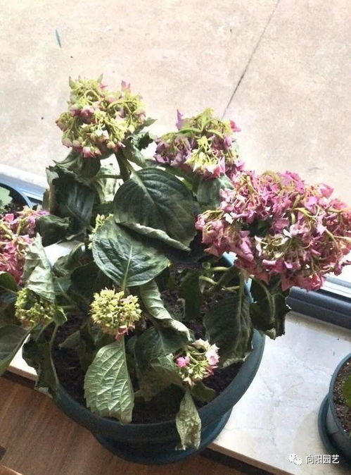 绣球插花瓶里一天都蔫了 为什么绣球刚插水一天就蔫了