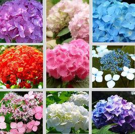 绣球第二年为什么不开花 绣球叶子很大就是不开花