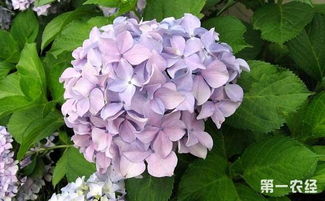 绣球花泡水里能生根吗 绣球水培最快几天长根