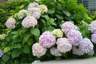 绣球花一年修剪几次 绣球花如何修剪视频