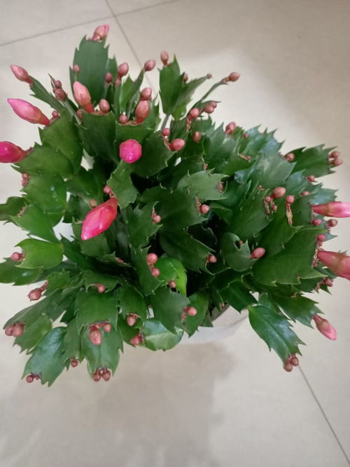 给植物浇水什么时候浇最好 植物中午能浇水吗