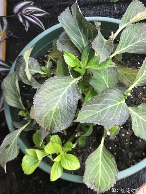 绣球没开花需要修剪吗 绣球没开花的枝怎么剪