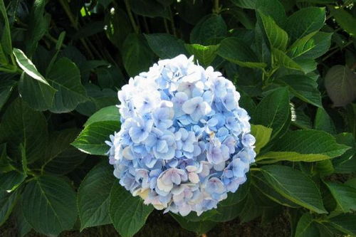 绣球花扦插时间和方法 绣球花扦插全过程