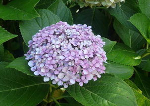 绣球花拿手摸会中毒吗 辟谣 绣球花有毒