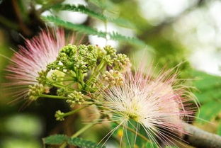 绒花树为什么招鬼 家里种绒花树好吗风水
