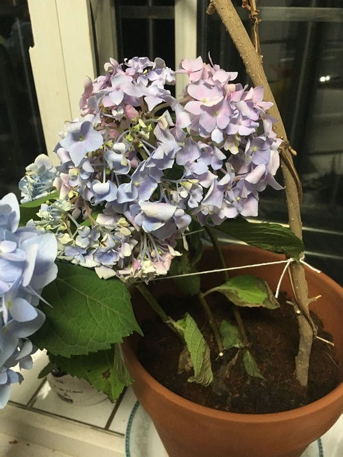 绣球花为什么突然蔫了 绣球花蔫了耷拉了急救