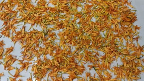 绿化带里像黄花菜是什么 一直把萱草当黄花菜吃了