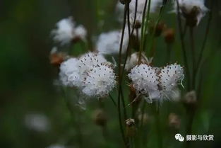 绿肥红瘦 红瘦 指的是花 绿肥红瘦的深层含义