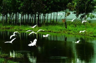 绿树成荫是什么季节 万紫千红是哪个季节