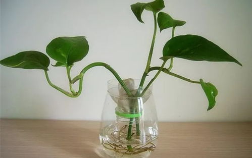 绿萝换水要倒掉旧水吗 绿萝需要换水还是加水