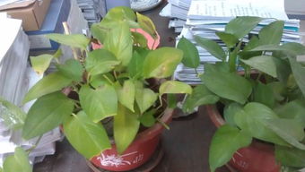 绿萝发黄怎么挽救 叶片发黄是缺什么肥料