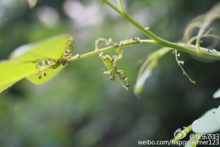 绿萝一般会招什么虫 绿萝生虫图片大全