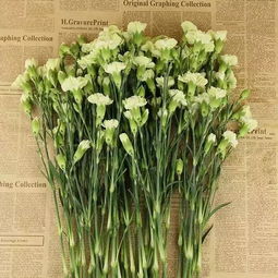 绿色康乃馨可以送人吗 绿色的康乃馨很少见吗