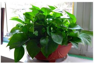 绿萝旺盛什么兆头 绿萝为什么不能扔掉