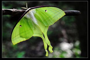 绿尾大蚕蛾怎么处理 绿尾大蚕蛾多少钱一只
