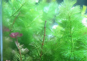 绿菊是阴性水草吗 绿菊对水的危害大