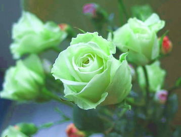 绿色玫瑰花语 绿玫瑰适合送什么人