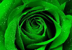 绿色玫瑰花的花语 玫瑰最忌讳的颜色