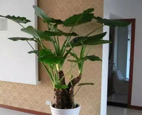 绿植花卉租赁租摆公司 租花乐专业植物租赁