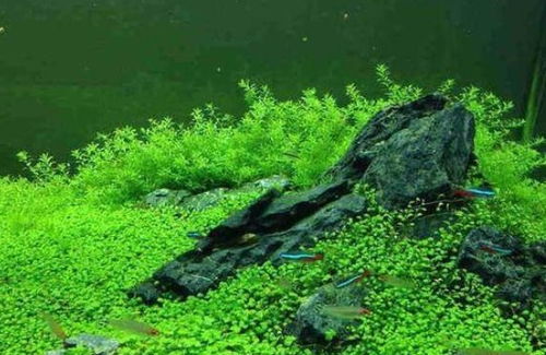 绿菊放鱼缸里鱼会死吗 绿菊对鱼有伤害吗