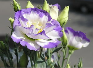 绿色洋桔梗的禁忌 喜欢绿色洋桔梗的女人