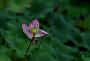 网络上荷花的含义 荷花指的是什么意思