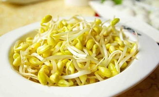 绿豆七天生长过程记录 豆芽观察日记七天带图