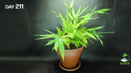 网上买的竹子种子能种活吗 竹子种子发芽过程图片