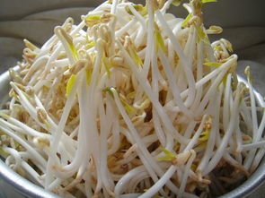 绿豆芽长叶子有毒吗 绿豆芽长出新嫩绿叶