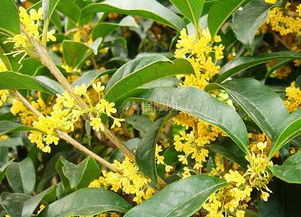 缅桂花又叫什么花 缅桂花种在家里吉利吗