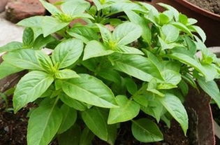 罗勒和荆芥味道一样吗 罗勒与荆芥什么关系