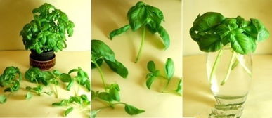 罗勒与藿香的区别 罗勒碎对女性的危害