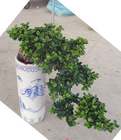 绿钻的寓意和象征风水 绿钻花多久浇一次水