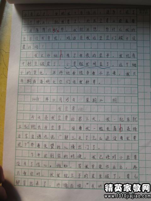 绿豆30天生长过程 绿豆观察10天记录表图文
