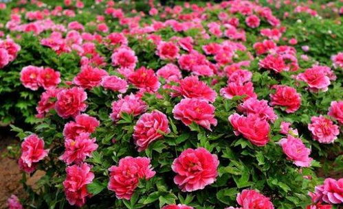 美国的国花是什么 英国国花和美国国花的区别