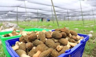 羊肚菌种植是骗局吗 羊肚菌露天栽培技术