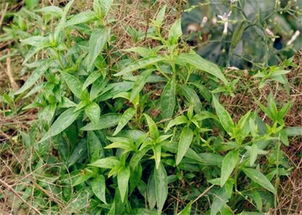 羊藿市场价钱一斤 新鲜婬羊藿几斤干一斤