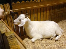 羊用头蹭人是什么意思 羊为什么要撞头