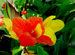 美人蕉的花语寓意 美人蕉诗句经典名句